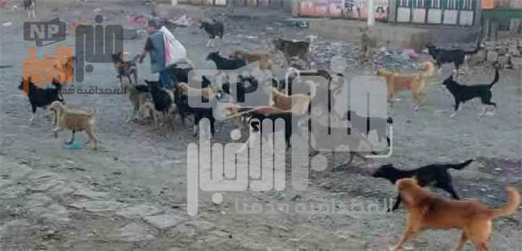 وفاة طفلة متأثرة بعضة كلب بعد رحلة علاج من طور الباحة إلى عدن