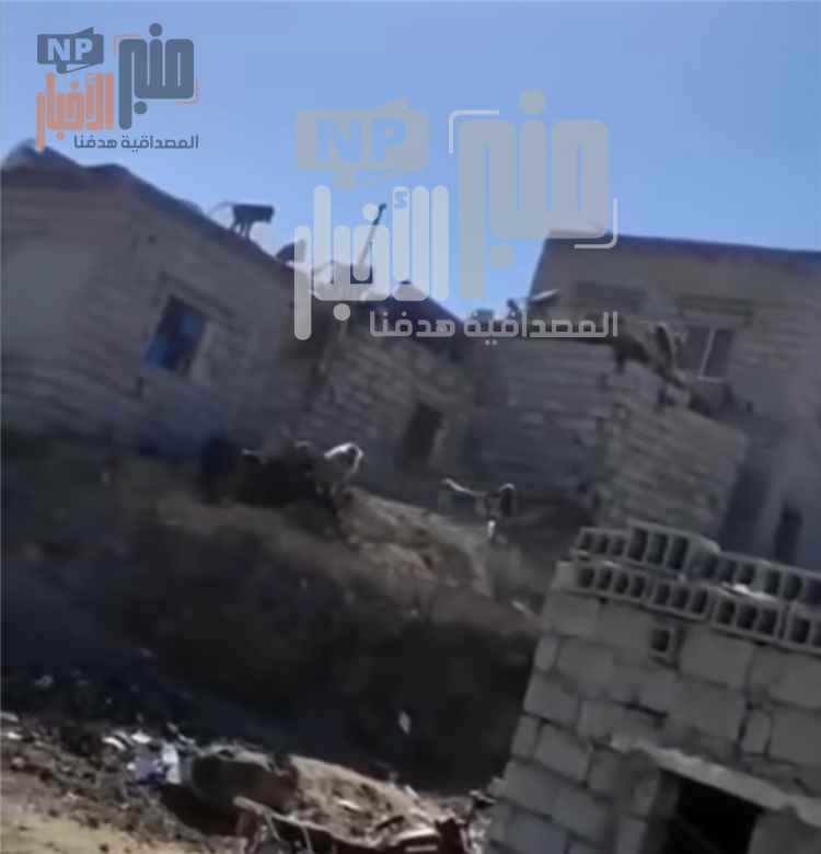 اجتياح مفاجئ.. قطيع من القرود يهاجم منازل المواطنين في ريف تعز ويثير قلق الأهالي