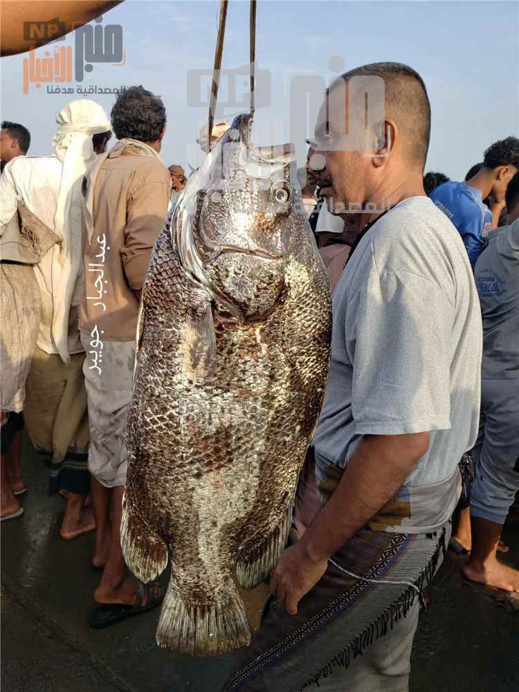 الحديدة..عبدالجبار جويبر يوثق اصطياد سمكة نادرة من البحر الأحمر(تعرف عليها)