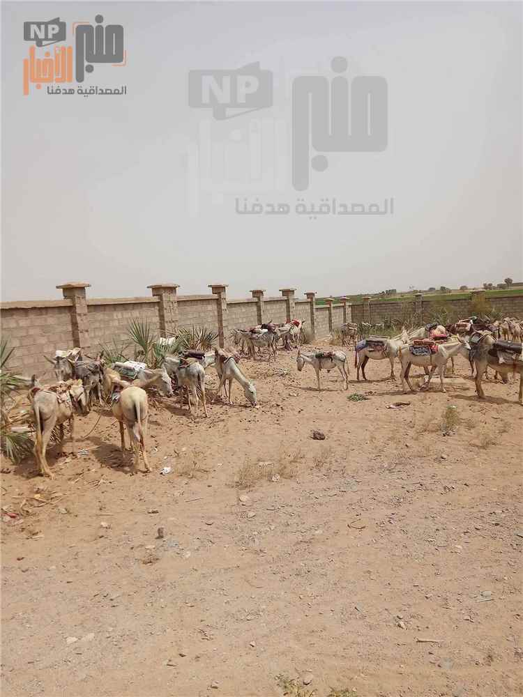 مشهد من الحديدة يثير التفاعل.. حوش مدرسة يتحول إلى موقف لحمير تنقل الطلاب في تهامة(صورة)