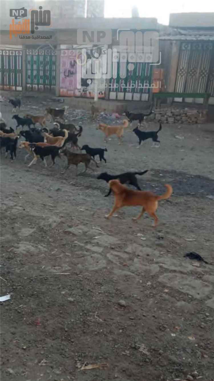 مصدر طبي بتعز لموقع منبرالأخبار: تسجيل 7 إصابات جراء عضّ الكلاب خلال اليوم الأربعاء