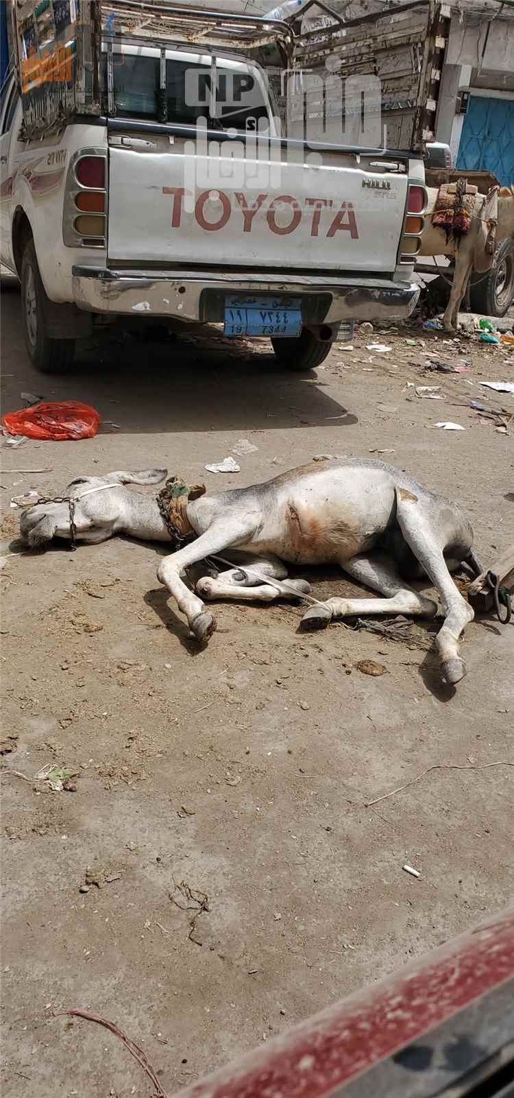 مشهد مؤلم في الحديدة..صورة لحمار ينهار تحت وطأة الحر والظروف القاسية