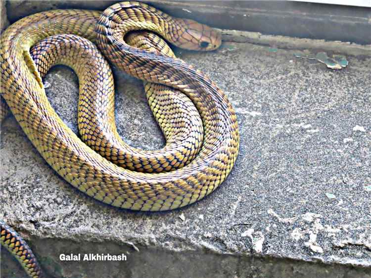 طفلة في تعز تواجه خطرا غير مسبوق بعد تعرضها للدغة ثعبان للمرة الثامنة(تفاصيل صادمة)