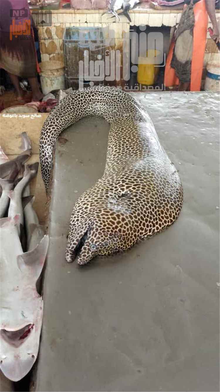 عاجل.. العثور على سمكة نادرة بطول متر على شواطئ المكلا يثير دهشة الأهالي