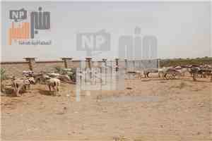 مشهد من الحديدة يثير التفاعل.. حوش مدرسة يتحول إلى موقف لحمير تنقل الطلاب في تهامة(صورة)