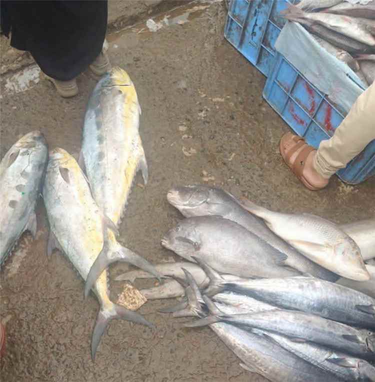 لحج:مطالبات بضبط أسعار الأسماك في القبيطة.. مواطنون يشكون من ارتفاعها رغم وفرتها في الأسواق