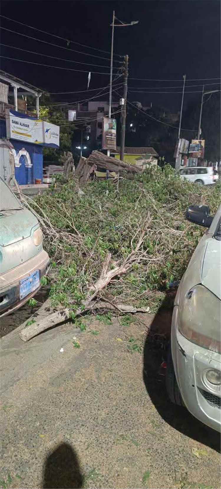 دعوات لوقف قطع الأشجار في عدن.. فتحي بن لزرق يطالب بمحاسبة المتورطين ويحذر من تفاقم التصحر