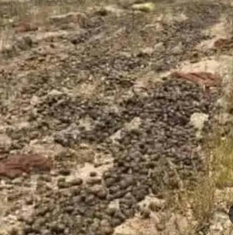 قيادي حو..ثي يحذر من كارثة زراعية في ذمار.