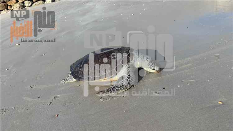نفوق سلاحف بحرية على ساحل حضرموت.. دعوات لحماية الحياة البحرية والحفاظ على الثروة الطبيعية
