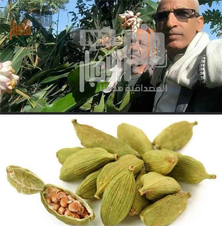 إنجاز زراعي غير مسبوق في ذمار
